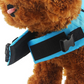 ⏰ 50% REDUCERE – Profită acum 🦈🐶 Vestă de salvare reglabilă pentru câini în formă de rechin – Cățelul tău va arăta „fin-tastic”! | Flotor de siguranță + design drăguț